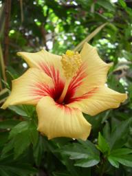 Hibiscus Cuban Variety